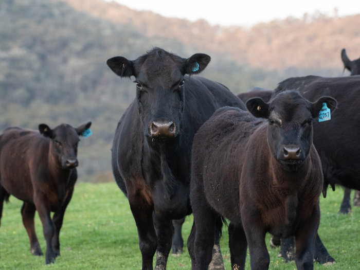 Black Angus - Tyren - Tienda de Cortes de Carne