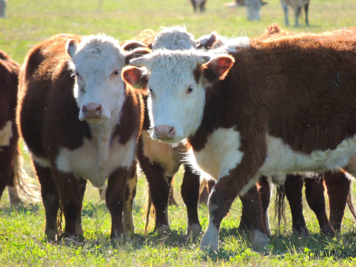 Hereford Cattle - Tyren - Tienda de Cortes de Carne